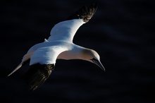 Basstölpel (Morus bassanus) - Helgoland