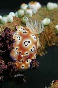 Chromodoris leopardus