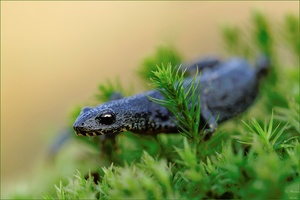 Ichthyosaura alpestris