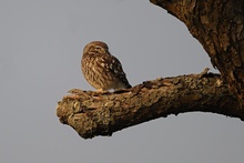 Athene noctua