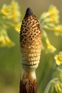 Ackerschachtelhalm vor Schlüsselblumen