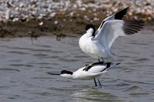 Paarungsauftakt bei den Säbelschnäblern (Recurvirostra avosetta)