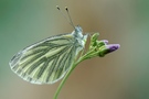 Pieris napi