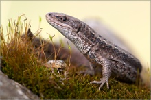 Gebelsche Schlackeneidechse (Markusia duisburgiensis)