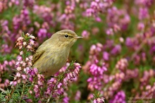 Zilpzalp (Phylloscopus collybita)