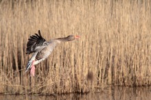 Graugans im Flug #1