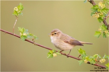 Zilpzalp (Phylloscopus collybita) Chiffchaff