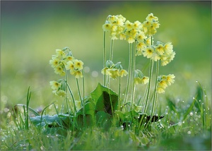 Der Frühling erwacht