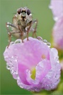 Kein Schmetterling ...