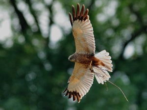 Rohrweihe mit Nestmaterial