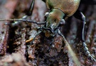 Carabus granulatus - Detail