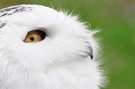 Blick einer Schneeeule
