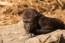 Gorilla ( Lernen durch zuschauen )