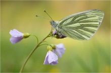 Pieris napi