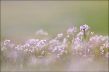 Wiesenschaumkrautimpression