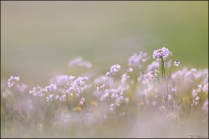 Wiesenschaumkrautimpression