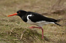 Austernfischer (Haematopus ostralegus)