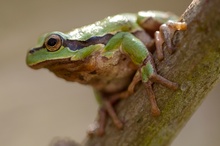 Erster Laubfrosch des Jahres