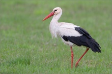 Ein Weißstorch...