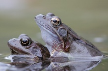 ~ Grasfroschhochzeit ~