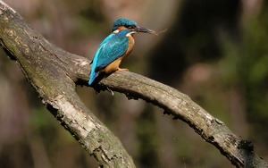 eisvogel ( alcedo atthis )