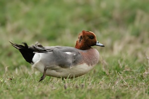 Pfeifente ♂ (Anas penelope) mit Wind von achtern