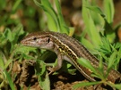 Algerischer Sandläufer (Psammodromus algirus)