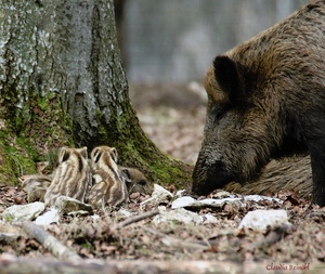 Wildschwein-Familie