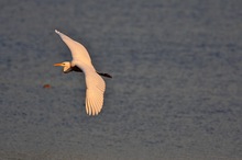 Silberreiher im Flug