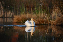 Schwan im Abendlicht