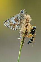 Dickkopf mit Schwebefliege