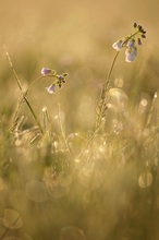 Wiesenschaumkraut