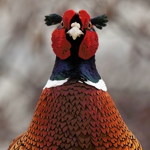 Portrait eines Fasanenhahns (Phasianus colchicus)