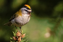 Sommergoldhähnchen