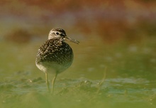 Bruchwasserläufer