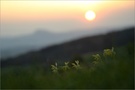 ~ Frühlingsabend im Hegau ~