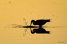 Sonnenaufgang im J. N. "Ding" Darling National Wildlife Refuge