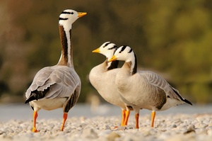 Streifengänse (Anser indicus)