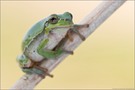 Laubfrosch (Hyla arborea)