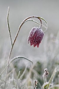 Tiefkühlkost - Schachblume