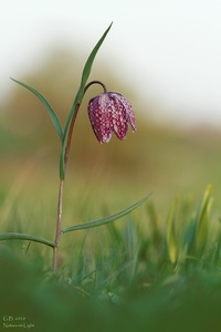 Noch eine Schachblume