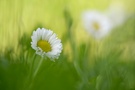 Sie liebt mich...sie liebt mich nicht...sie liebt mich...