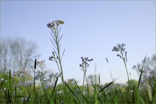 Ganz klein * Anthocharis cardamines *