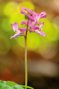 Hohler Lerchensporn (Corydalis cava)