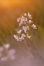 Wiesenschaum