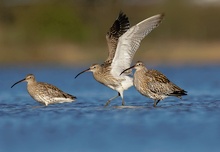 Regenbrachvögel im Durchzug