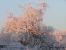 Baum mit  Raureif