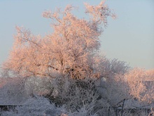 Baum mit  Raureif