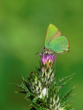 Brombeerzipfelfalter (Callophrys rubi)