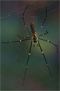 Golden Orb Weaver